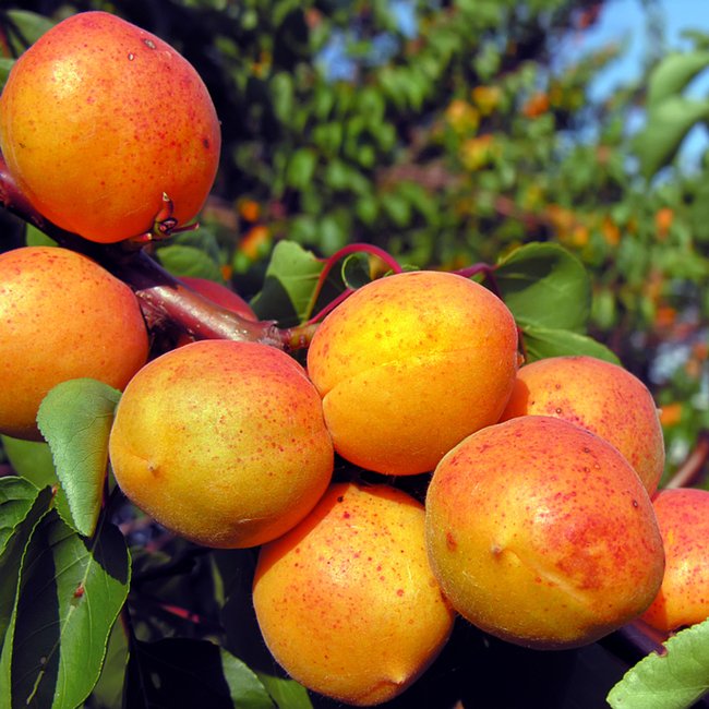 Apricot Hunter - Ladybird Nursery