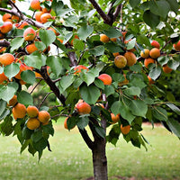 Apricot 'Trevatt'