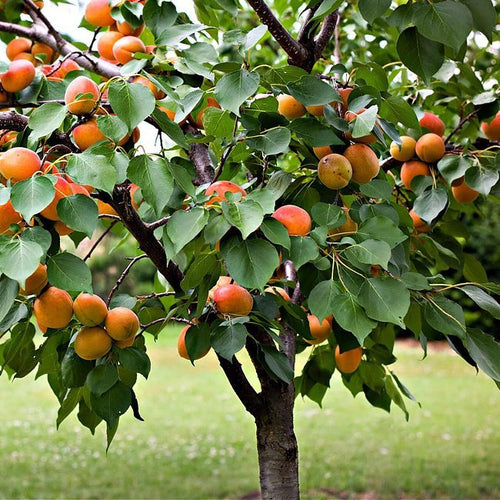 Apricot 'Trevatt' - Ladybird Nursery