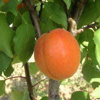 Apricot 'Trevatt'