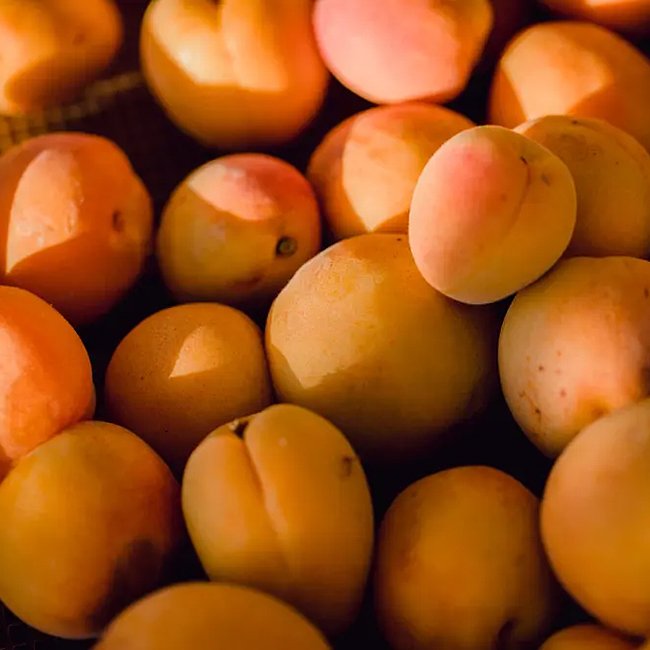 Apricot 'Trevatt'