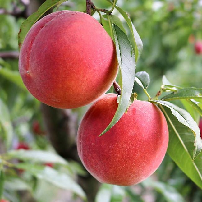 Nectarine No Bubble No Trouble - Ladybird Nursery