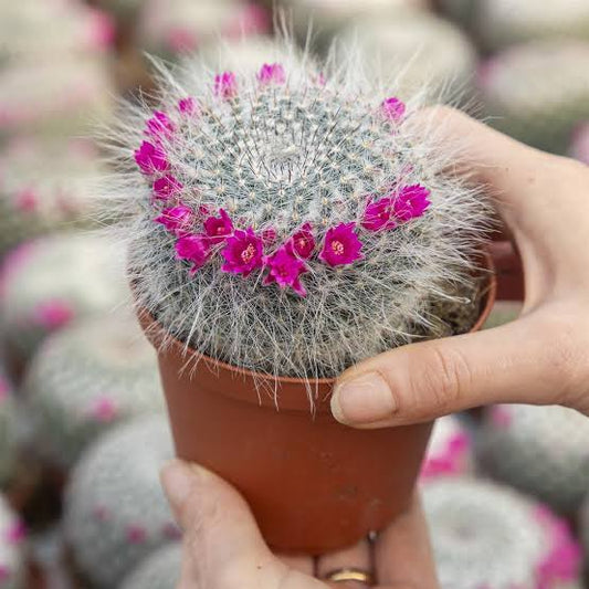 Old Lady Cactus (Mammillaria hahniana ssp. woodsii) - Ladybird Nursery
