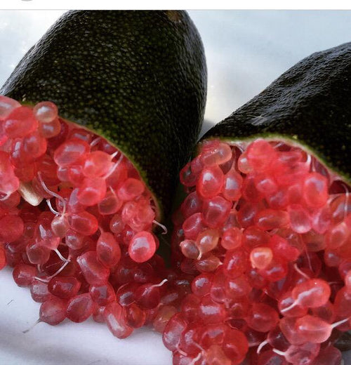 Red Champagne Grafted Finger Lime (QLD Only) - Ladybird Nursery