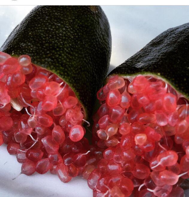 Red Champagne Finger Lime (QLD Only) 200mm pot - Ladybird Nursery
