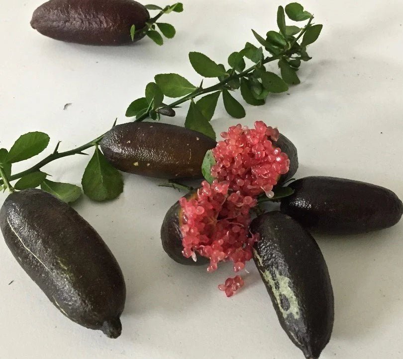 Red Finger Lime Grafted (QLD Only) - Ladybird Nursery