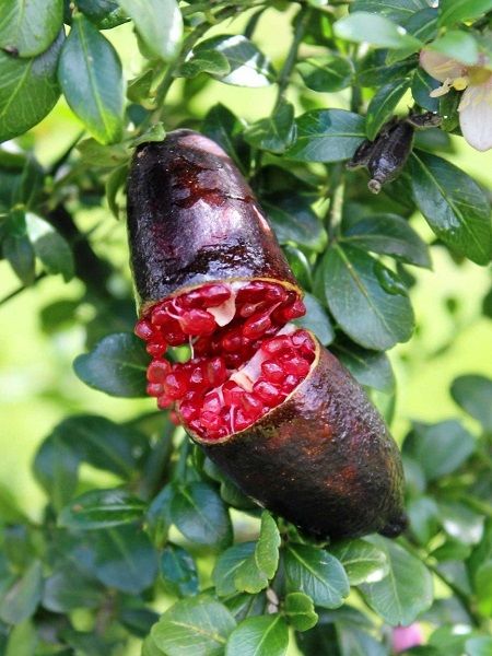 Red Finger Lime Grafted (QLD Only) - Ladybird Nursery