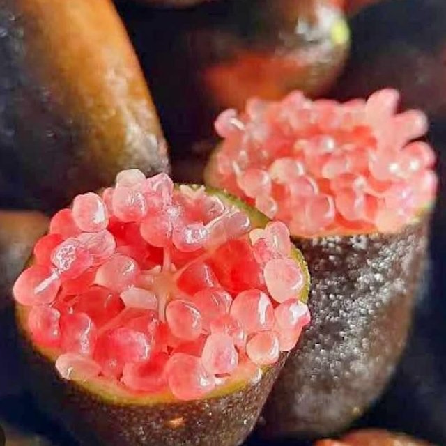 Byron Sunrise Finger Lime 140mm pot (QLD Only) - Ladybird Nursery