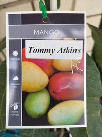 Tommy Atkins Mango Tree