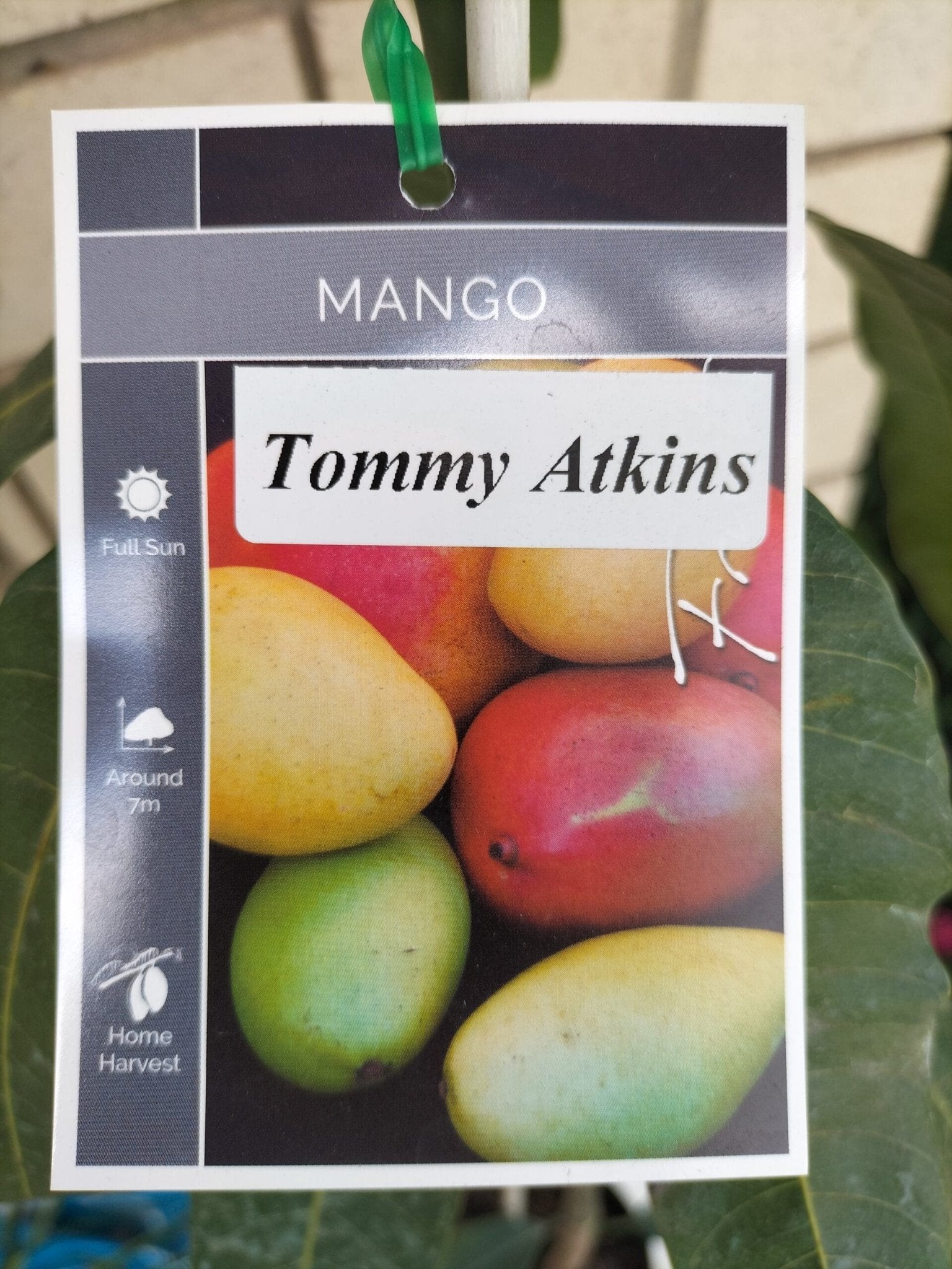 Tommy Atkins Mango Tree - Ladybird Nursery