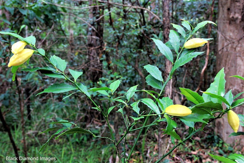 Russel River Lime (QLD Only)