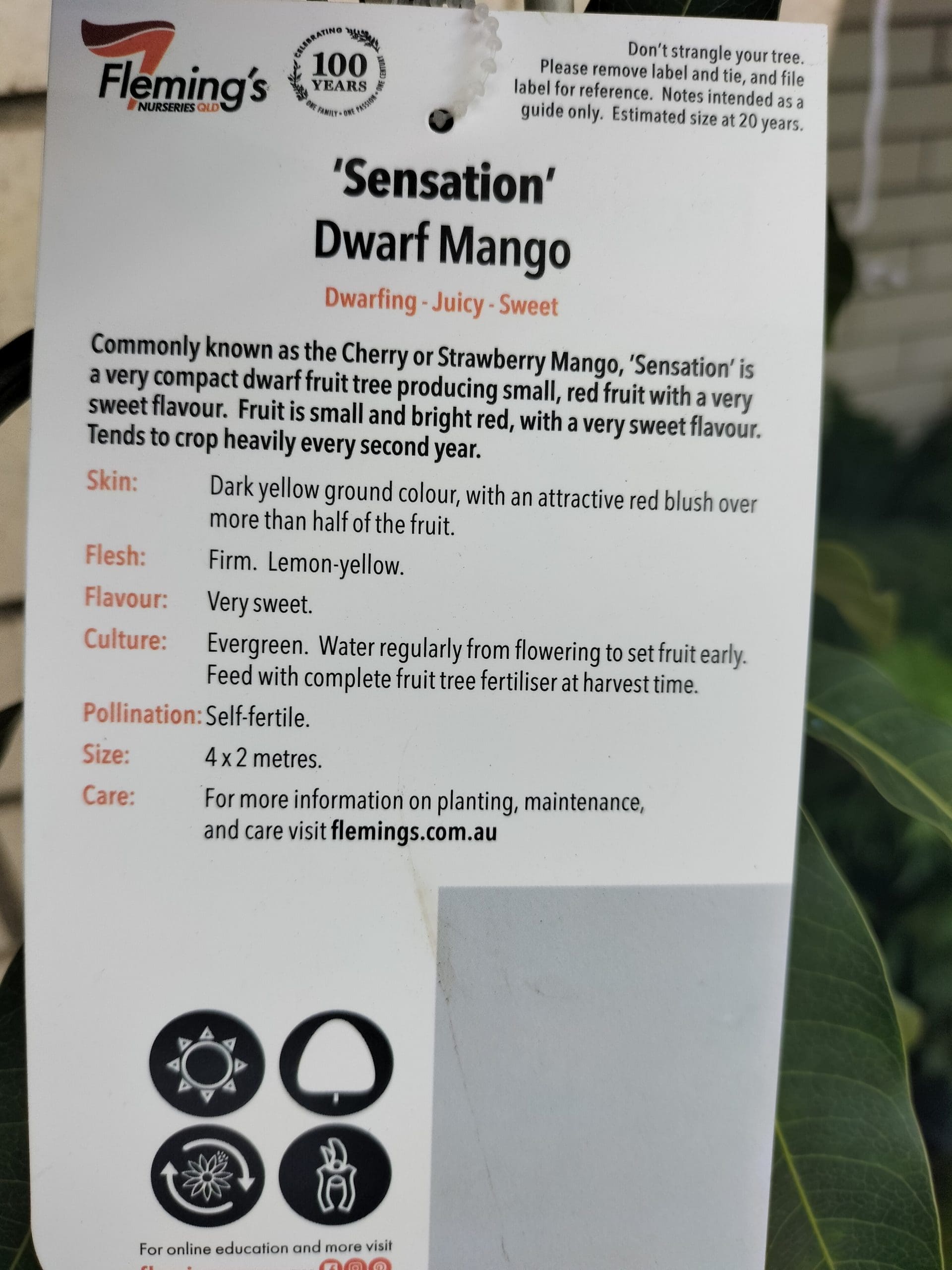 Dwarf Strawberry Mango (Sensation)