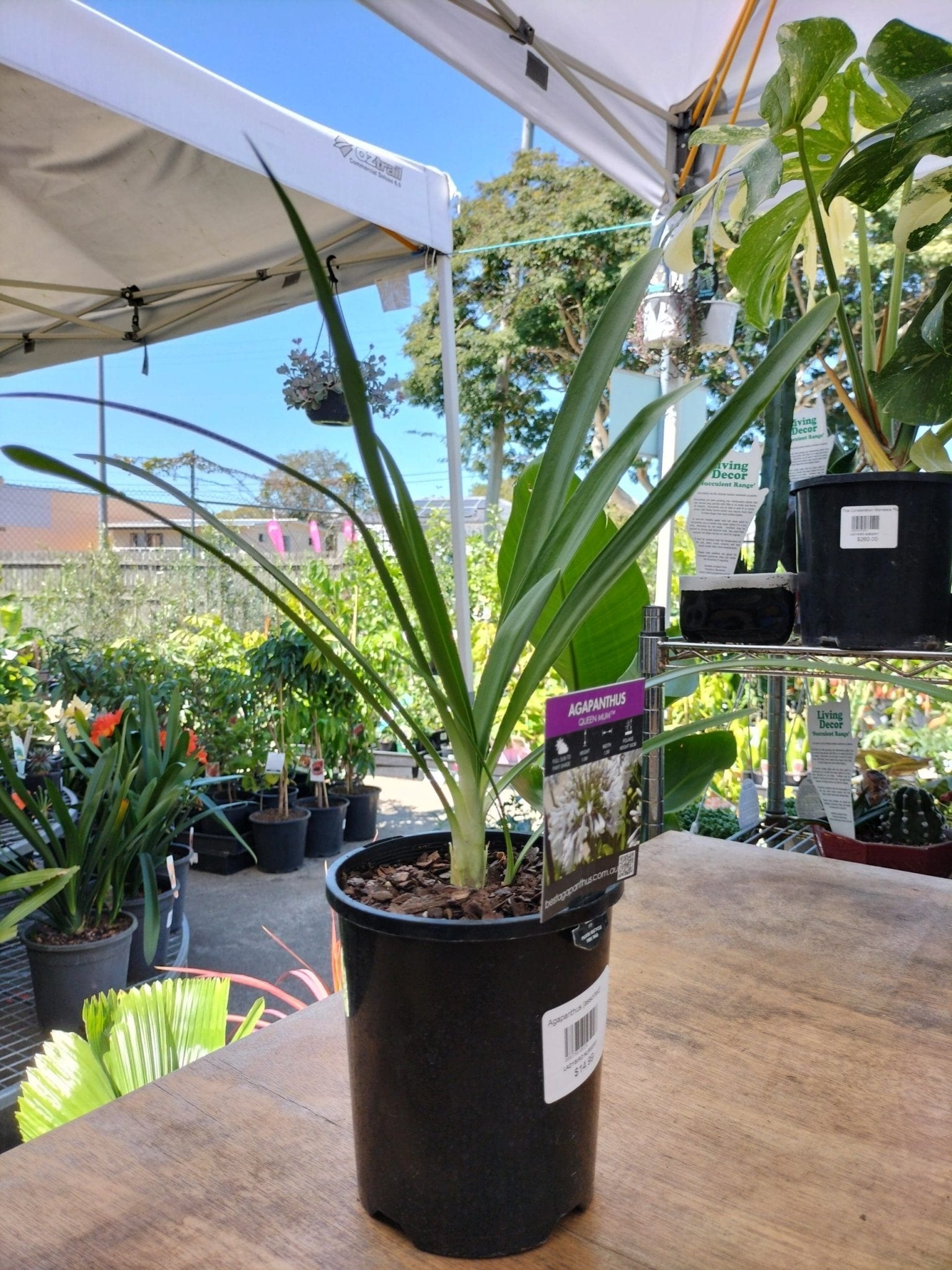 Agapanthus 'Queen Mum' - Ladybird Nursery