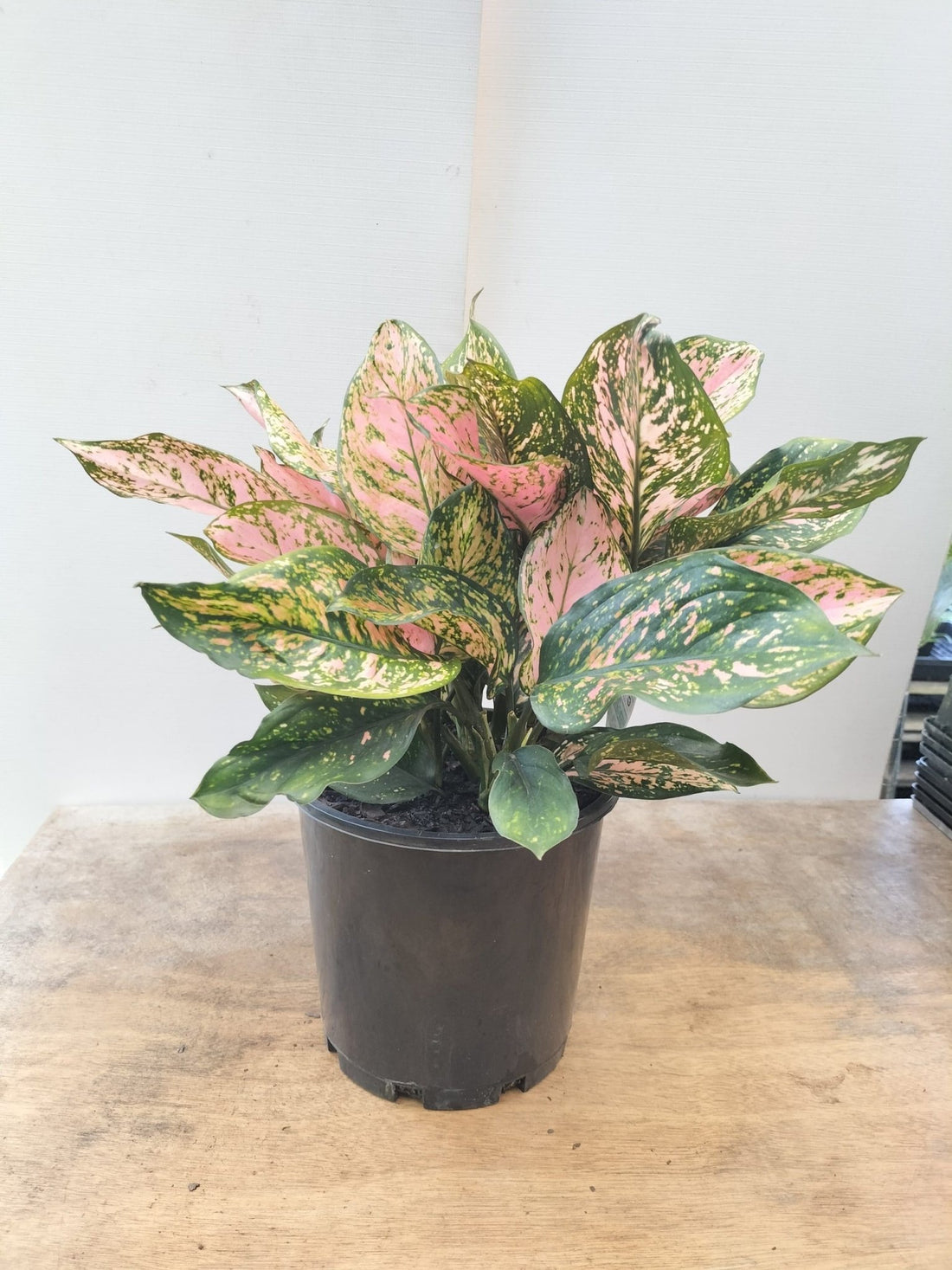 Aglaonema Shade or Indoor Plant - Ladybird Nursery