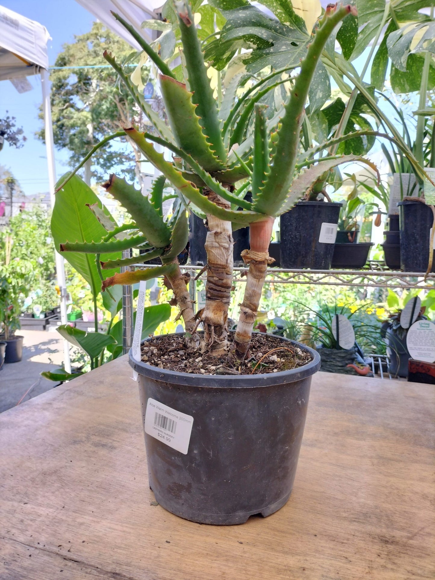 Aloe Vera Warm Welcome