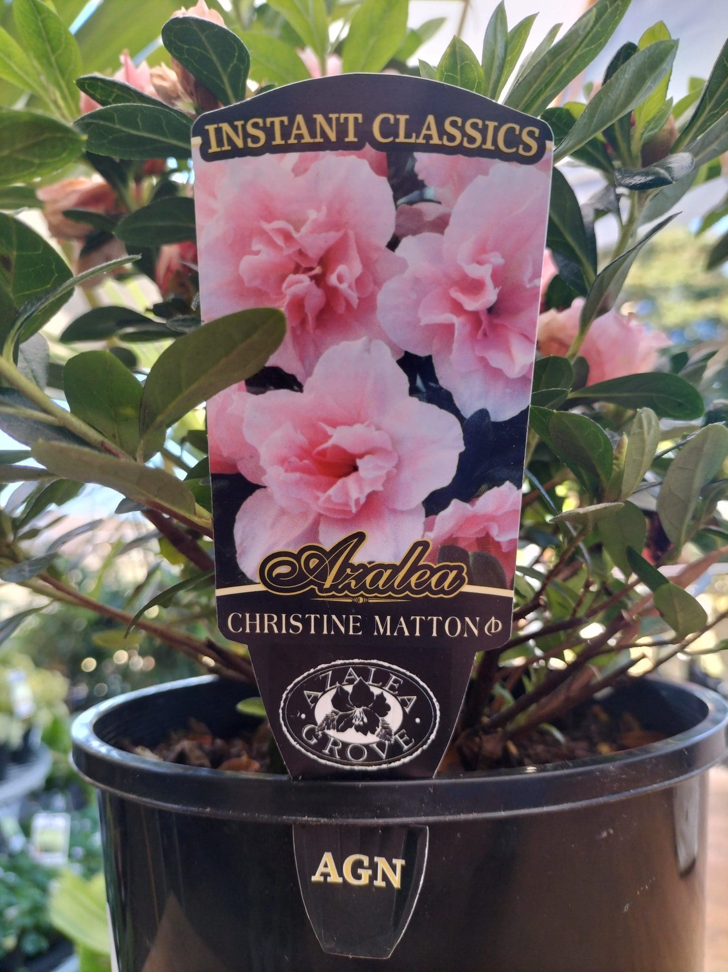 Azalea Christina Matton