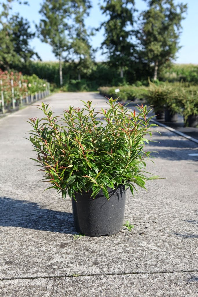 Burning Love Leucothoe