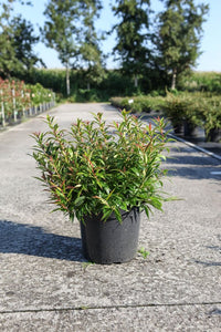 Burning Love Leucothoe