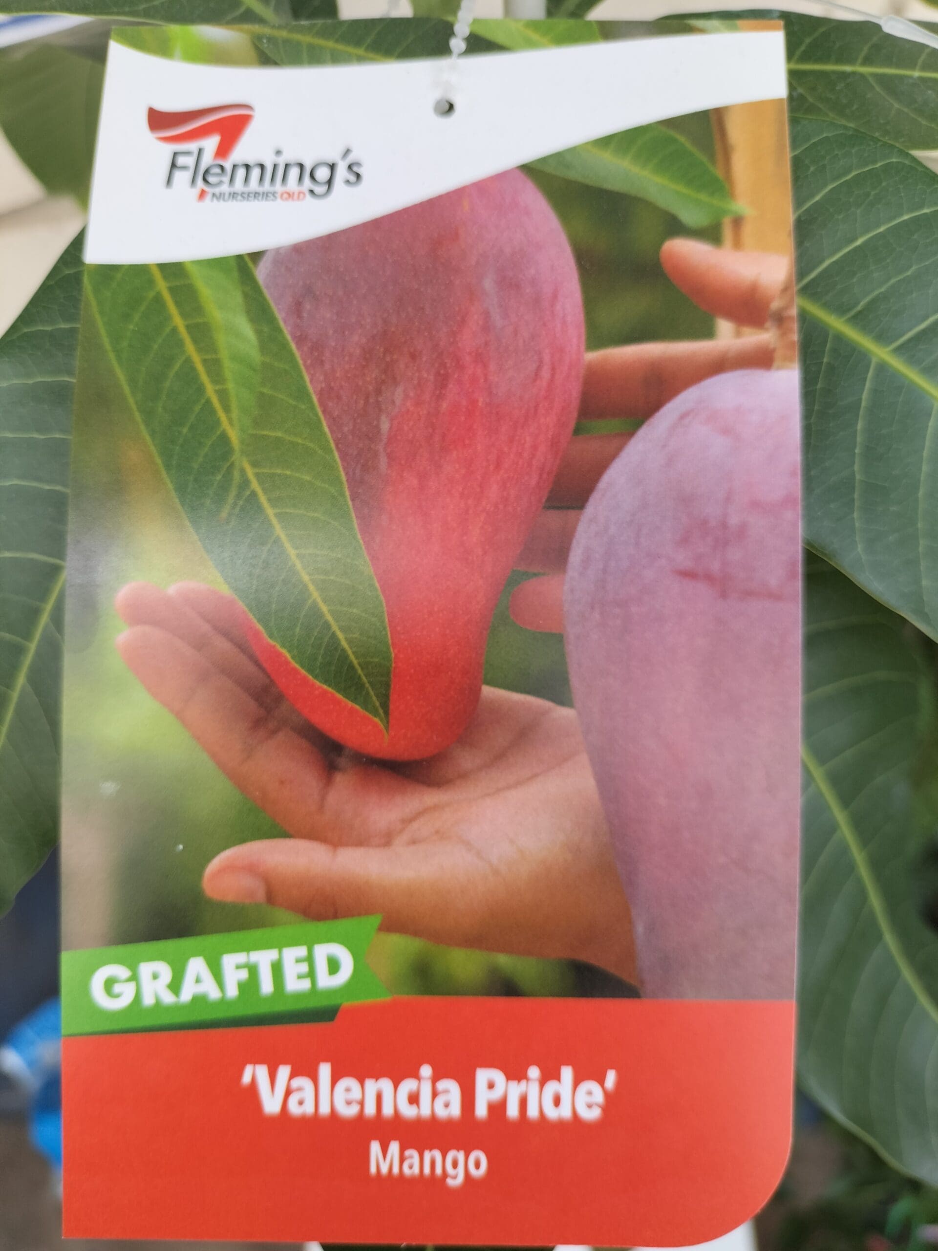 Mango 'Valencia Pride' - Ladybird Nursery