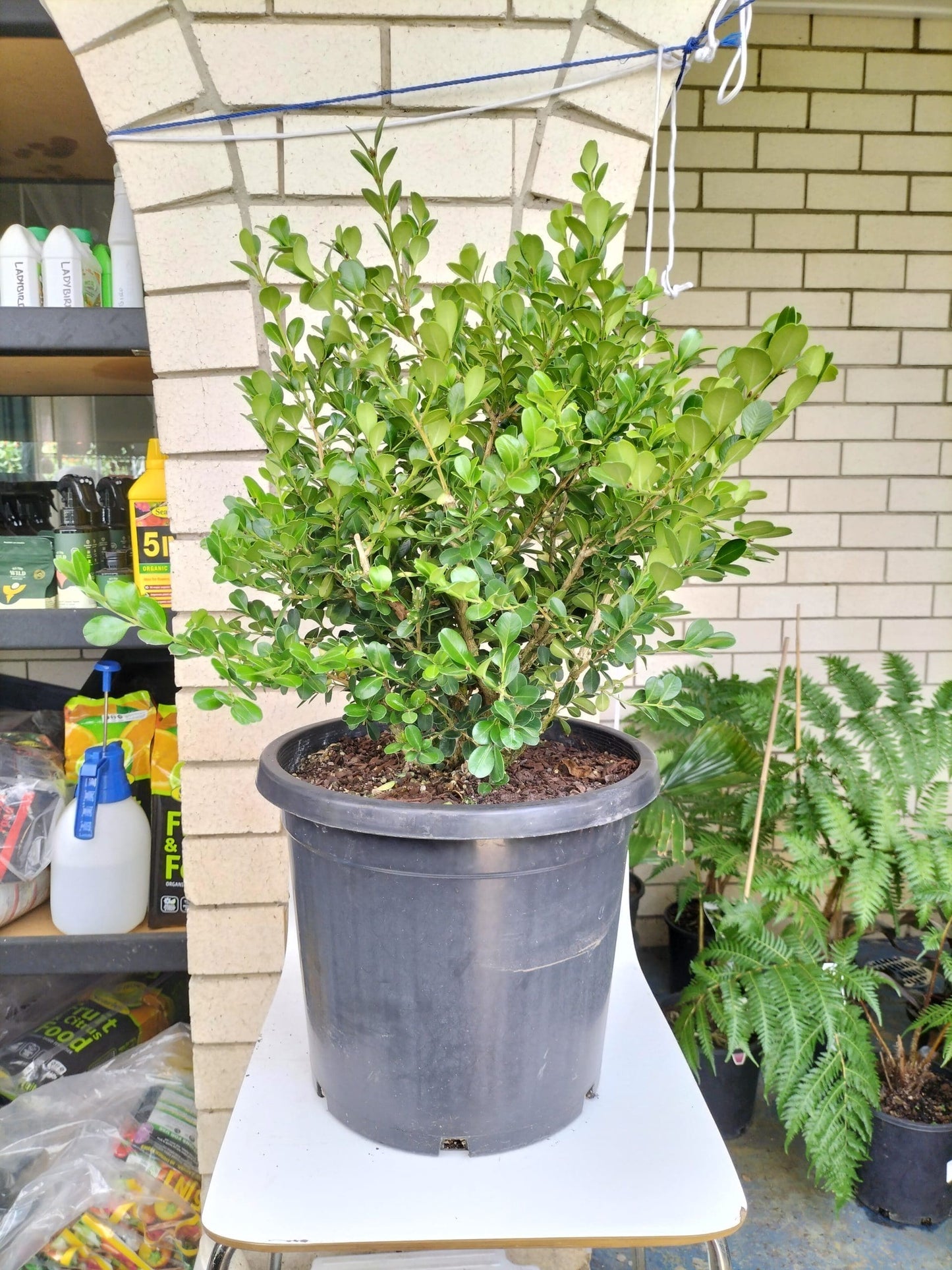 Buxus Japonica 300mm