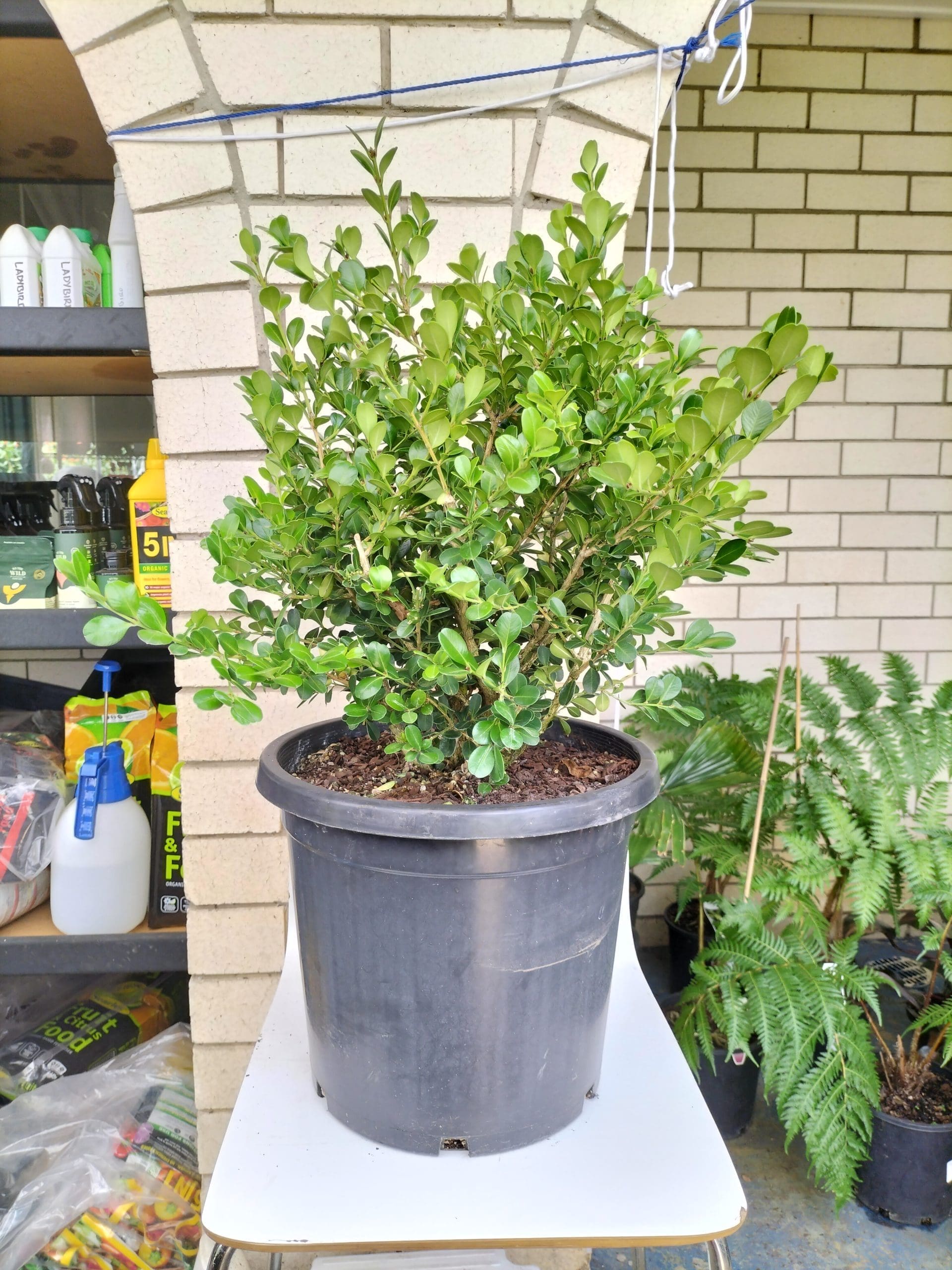 Buxus Japonica 300mm