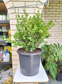 Buxus Japonica 300mm