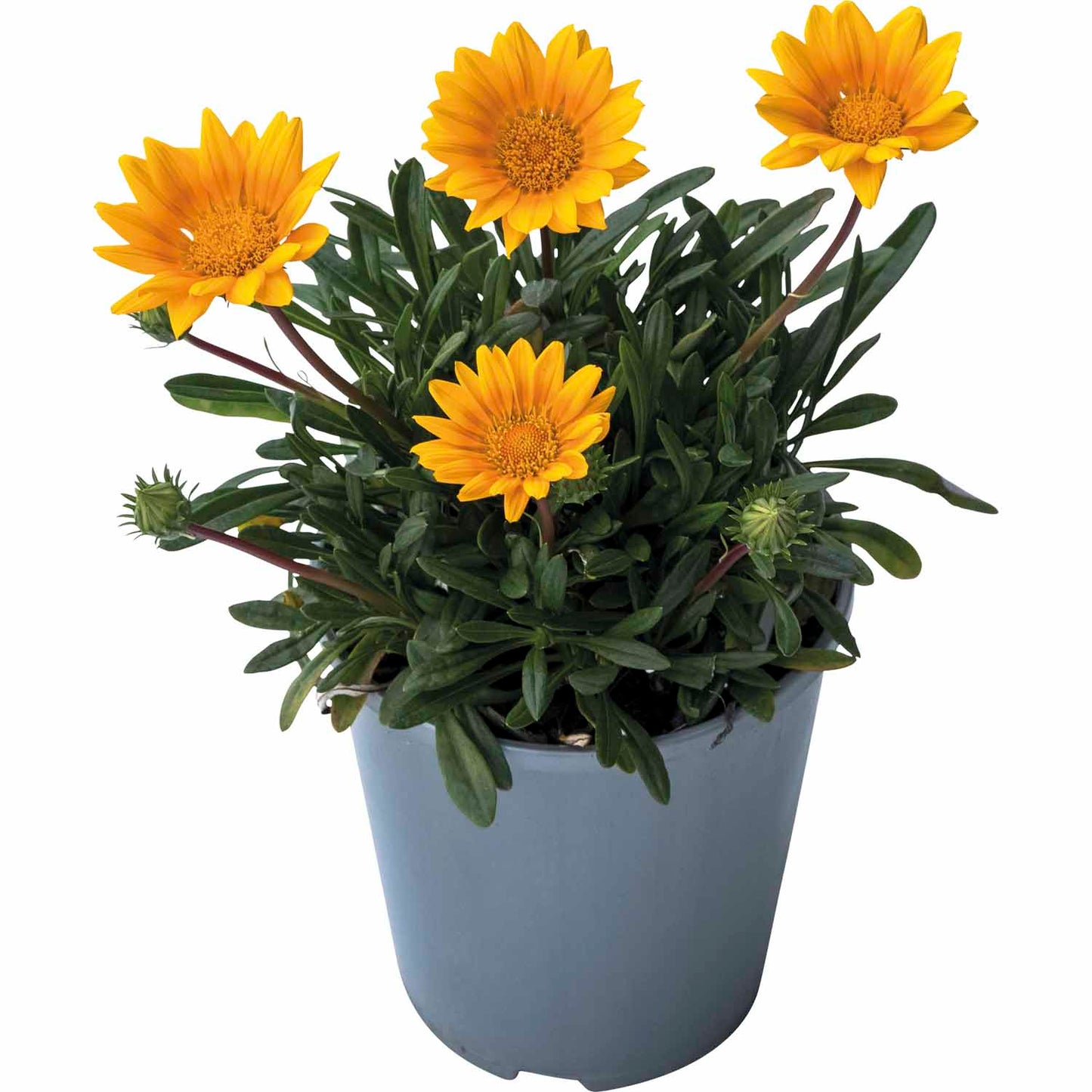 Gazania Zanya
