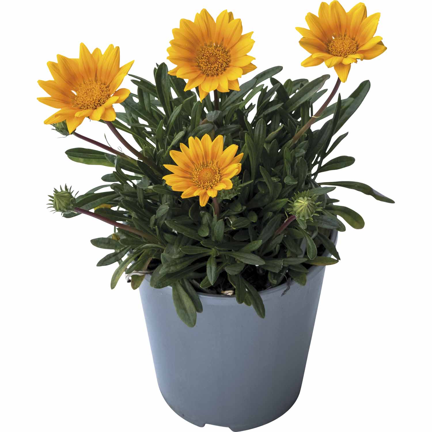 Gazania Zanya