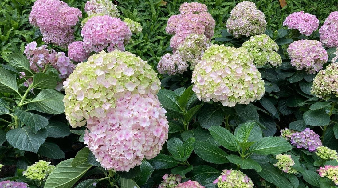 Hydrangea Avantgarde - Ladybird Nursery