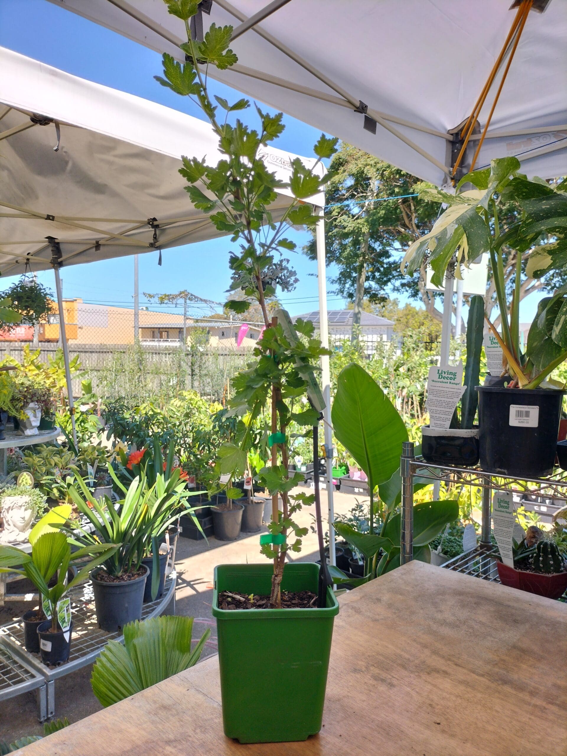 English Gooseberry Fruit Plants