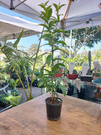 Passiflora Coccinea (Red Passionflower)