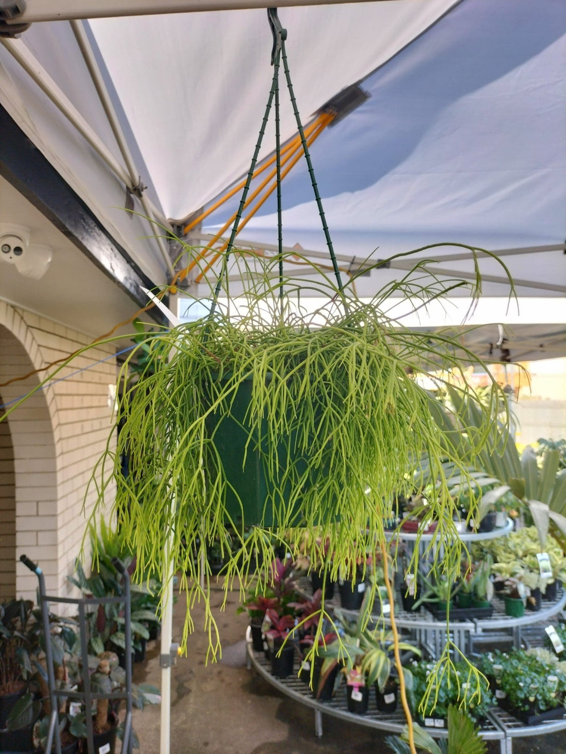 Rhipsalis hangers (assorted) - Ladybird Nursery