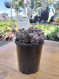 Sedum 'Purple Blob' - Ladybird Nursery