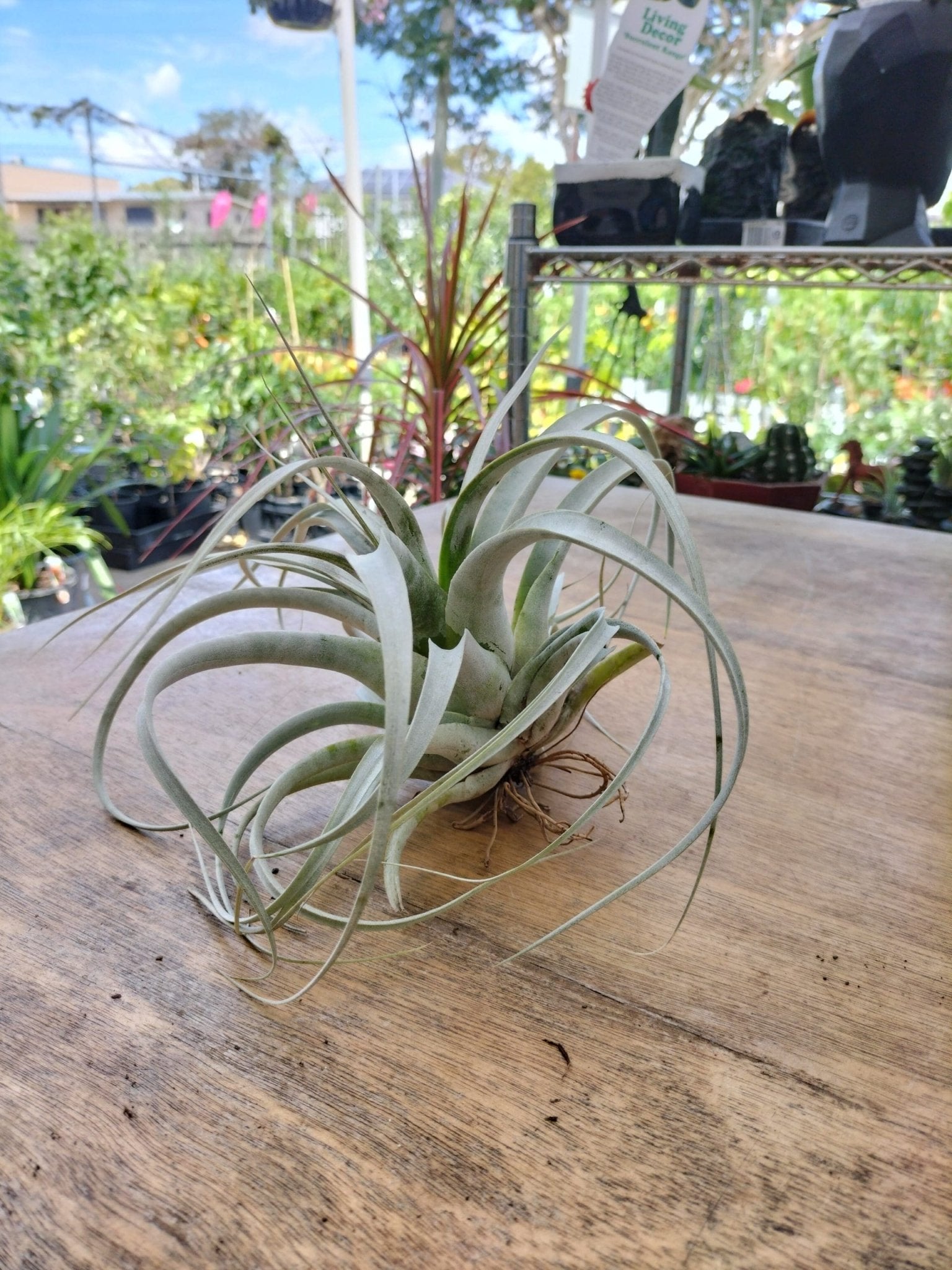 Tillandsia Xerographica Plant – Buy Now! – Ladybird Nursery
