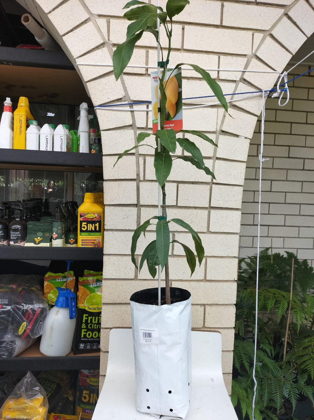 Banana Ken Mango - Ladybird Nursery