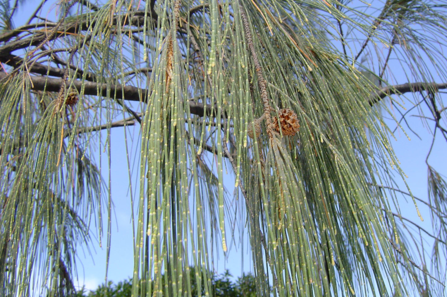 Coastal She-oak (Casuarina equisetifolia)