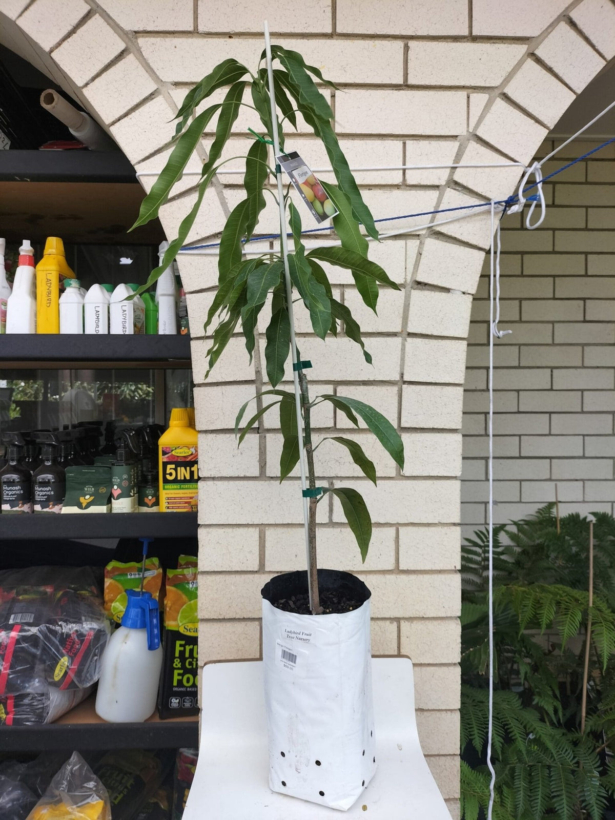 Florigon Mango Tree Fruit Tree – Buy Now! – Ladybird Nursery