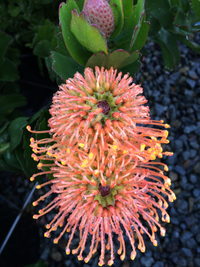 Leucospermum Carnival Coast