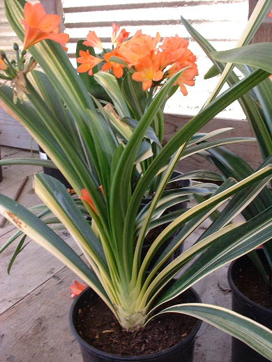 Bush Lily Variegated Orange (Clivia miniata)