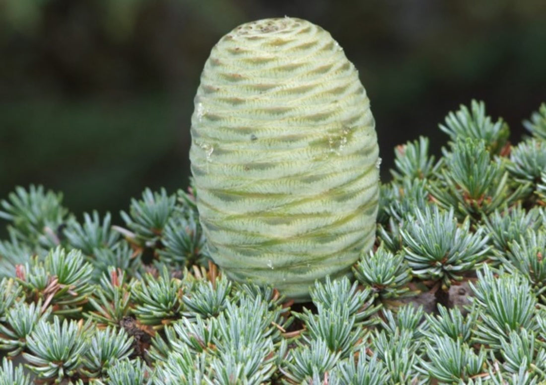Cyprus Cedar Horizontalis (Cedrus brevifolia) - Ladybird Nursery