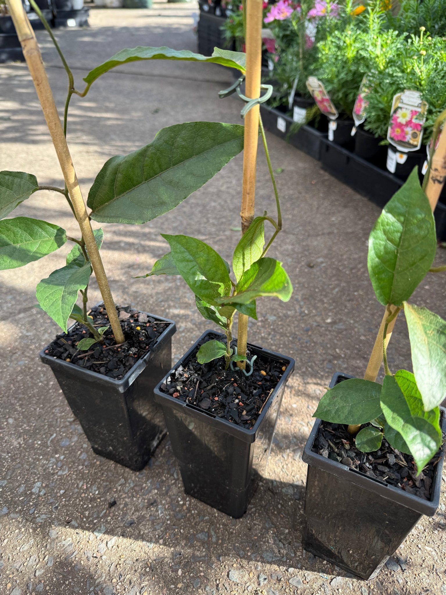 Richmond Birdwing Butterfly Vine (Pararistolochia praevenosa) - Ladybird Nursery