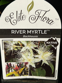 Tully River Myrtle (Backhousia enata) - Ladybird Nursery