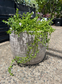 Pot 'Storm' Size 6 (PICK UP ONLY) - Ladybird Nursery