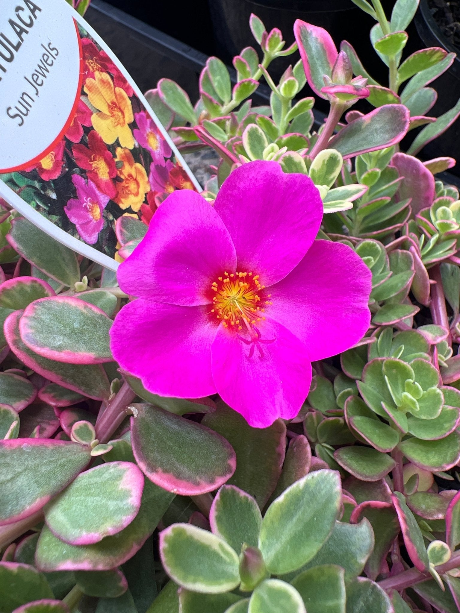 Portulaca Sun Jewels Variegated - Ladybird Nursery
