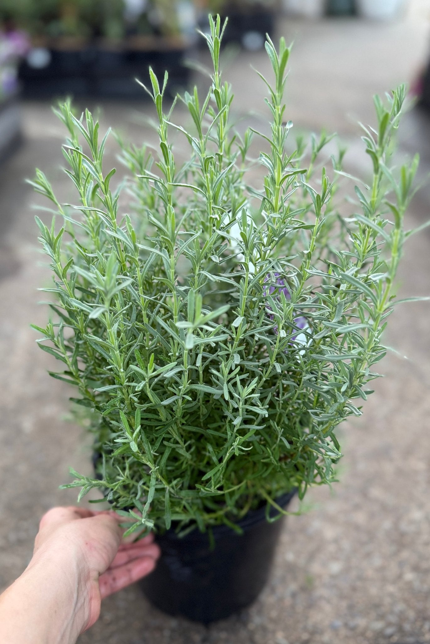 Lavender 'The King' - Large - Ladybird Nursery