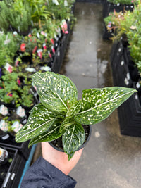 Aglaonema ‘Tom's Pride'