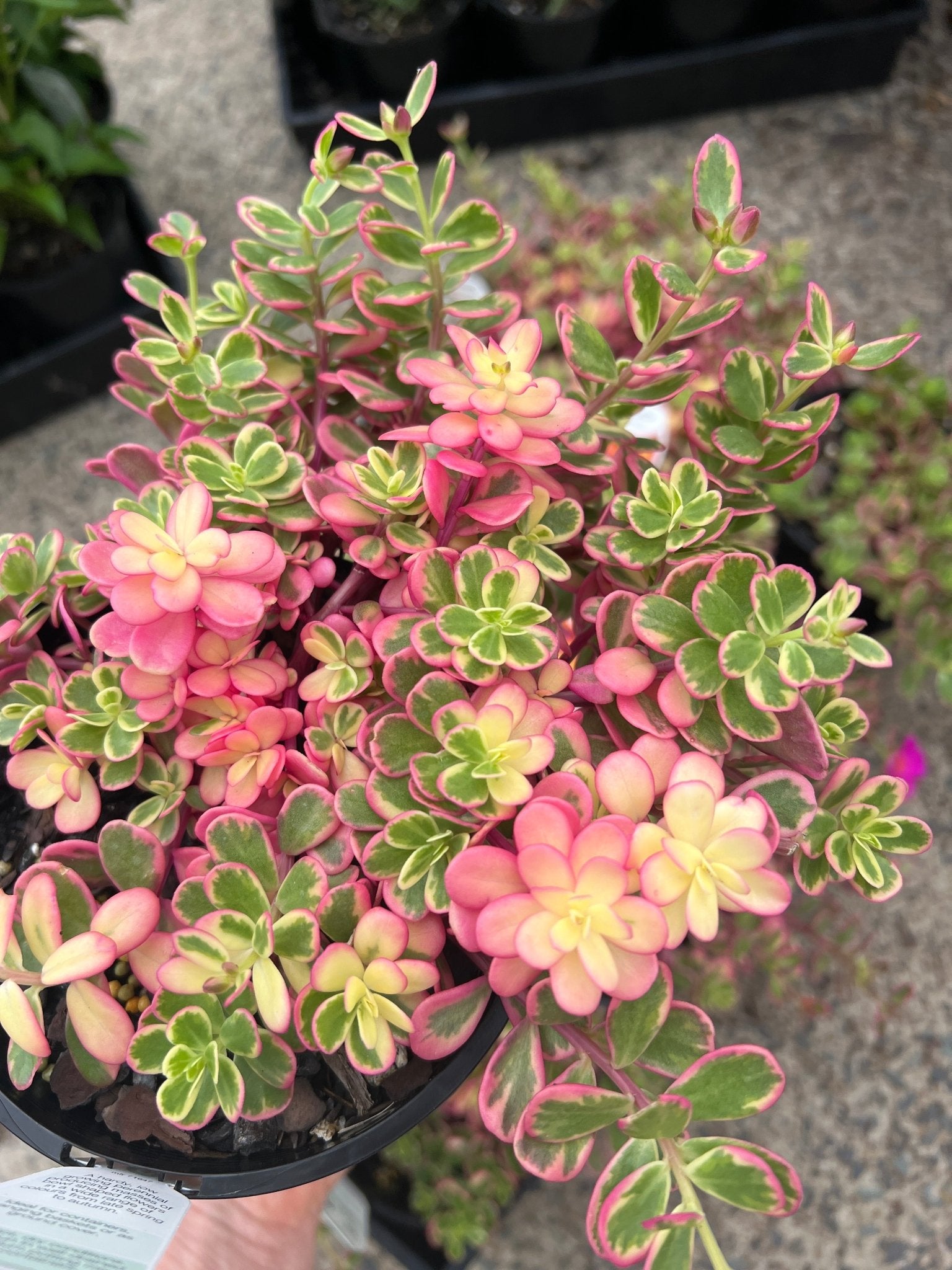 variegated portulaca succulent Portulaca Sun Jewels Variegated Plant – Buy Now! – Ladybird Nursery