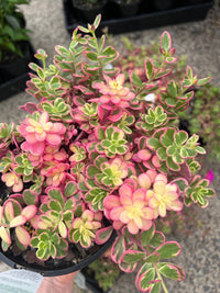 Portulaca Sun Jewels Variegated - Ladybird Nursery
