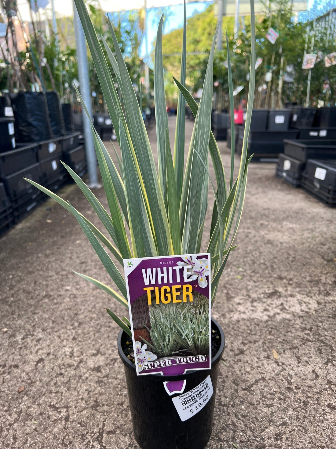 Dietes 'White Tiger' (Dietes iridioides) - Ladybird Nursery