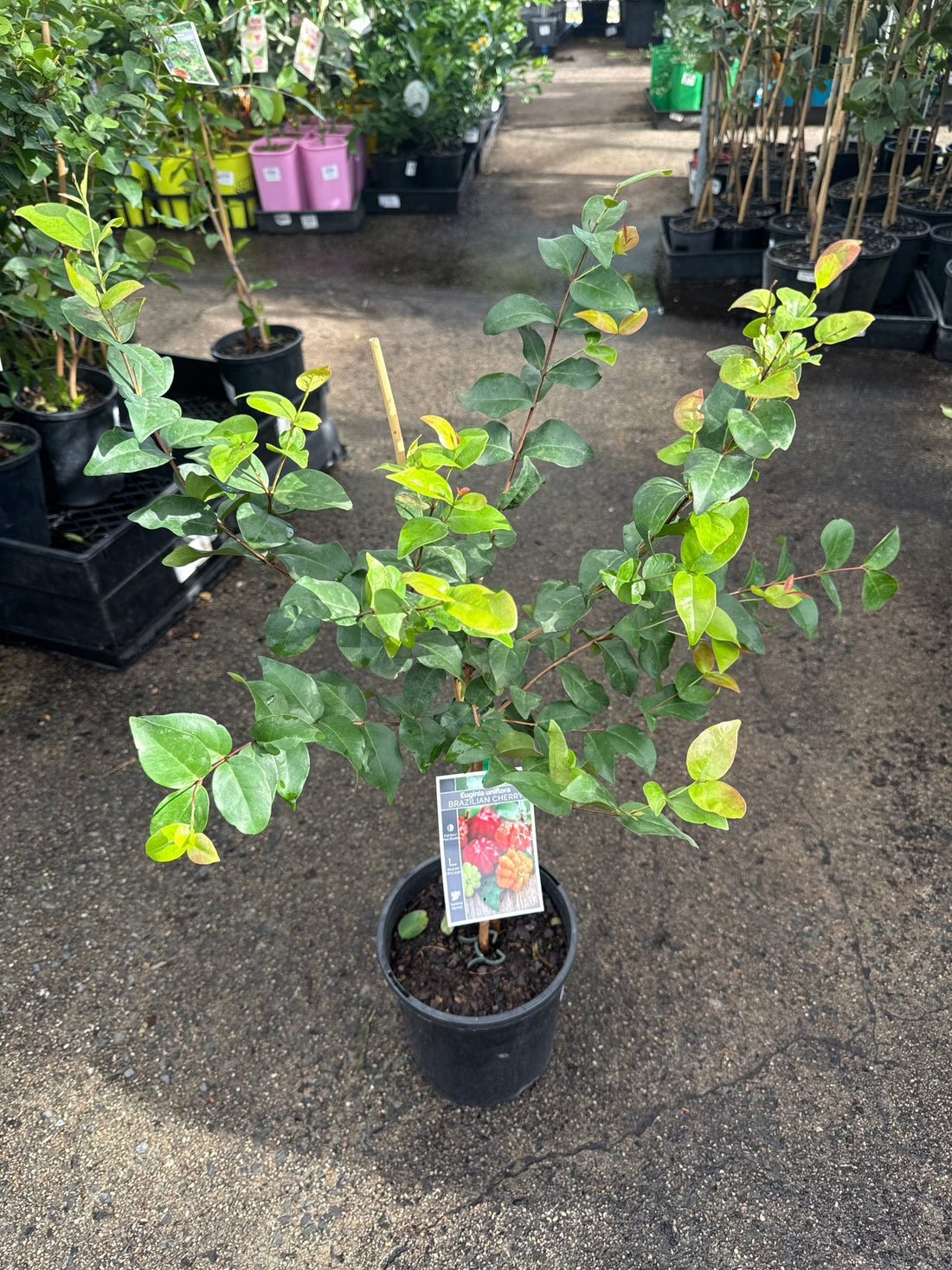 Brazil Cherry - Ladybird Nursery